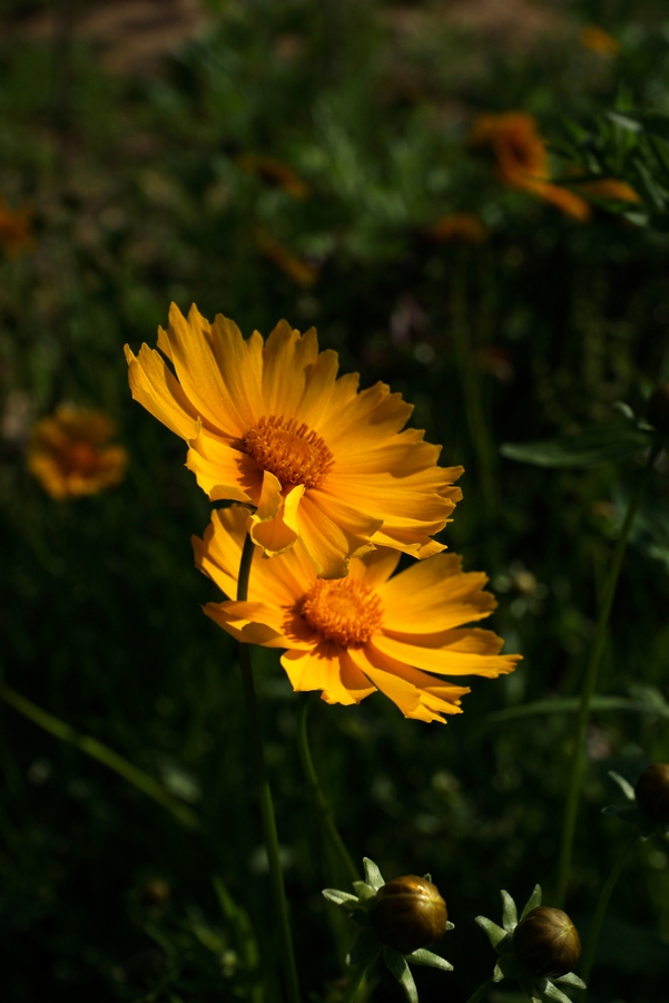 nEO_IMG_DSC08416.jpg