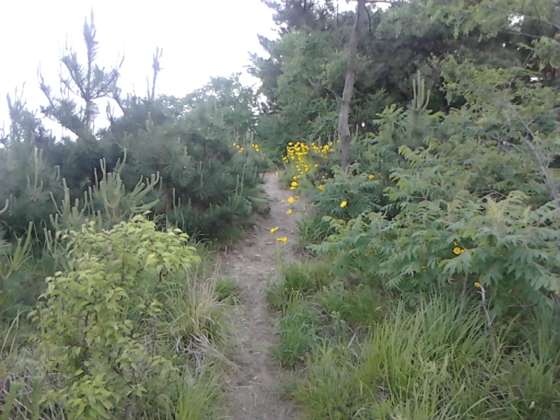 IMG_20130606_180536.jpg