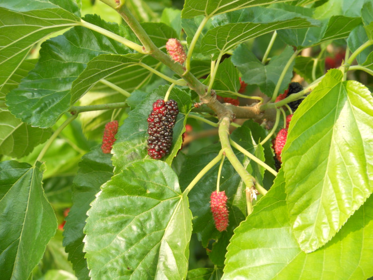 照片 1369.jpg