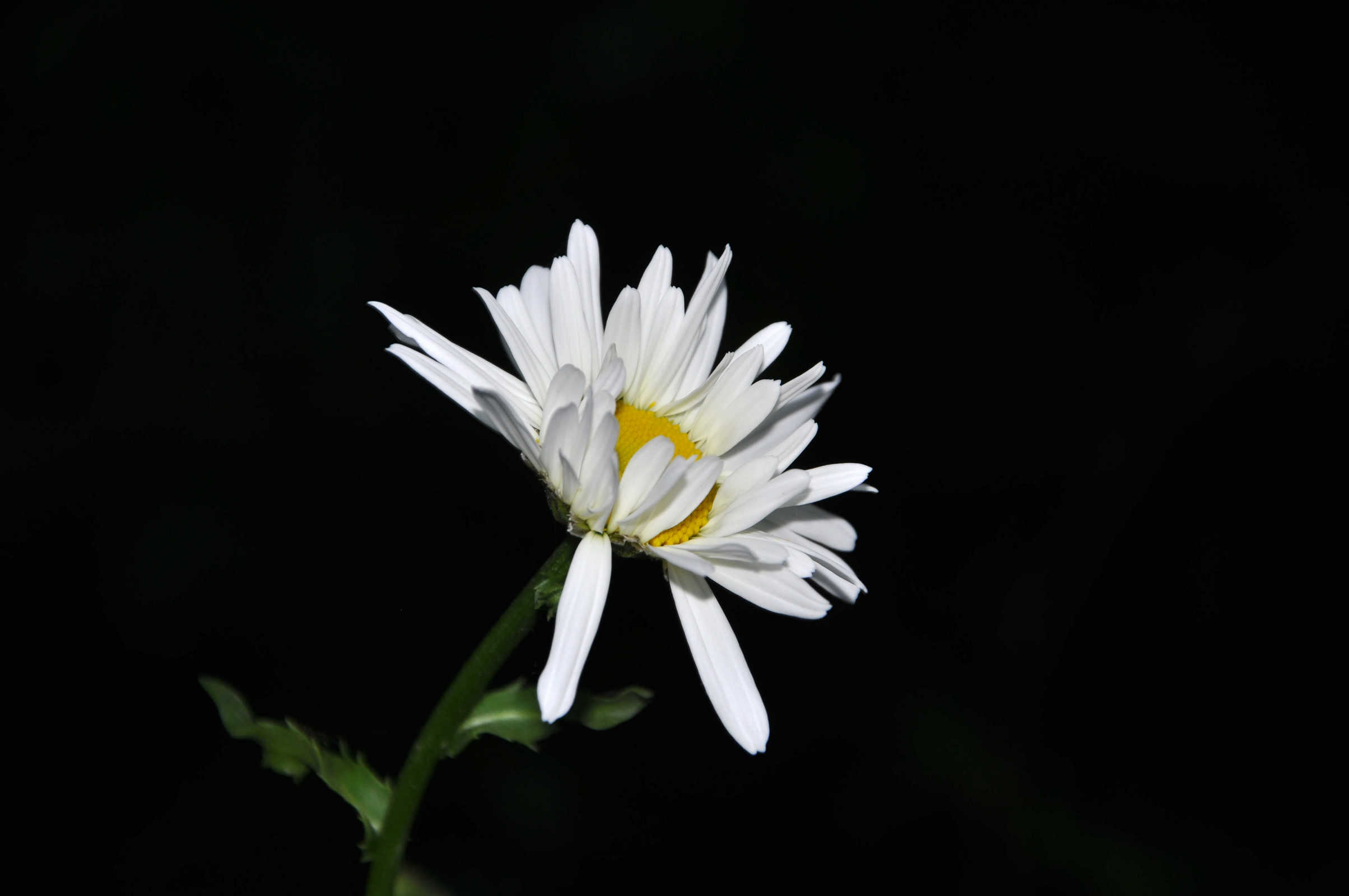 nEO_IMG_DSC_0130.jpg