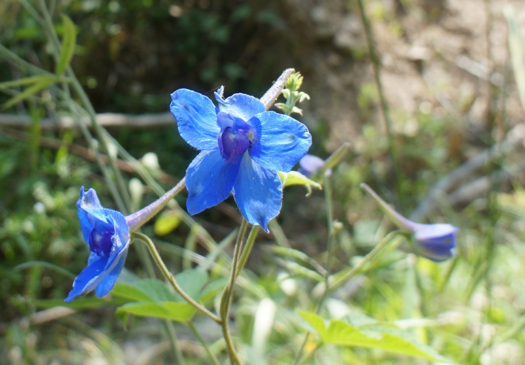 烟台翠鹊花-1.jpg