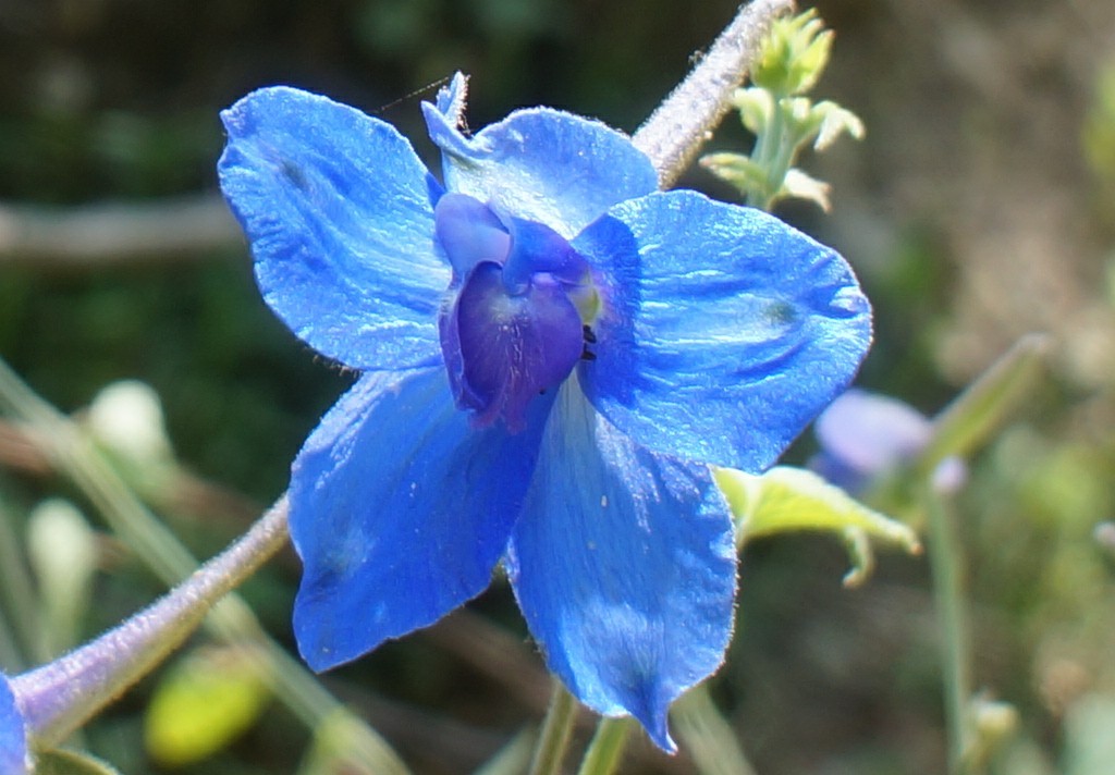 烟台翠鹊花-2.jpg