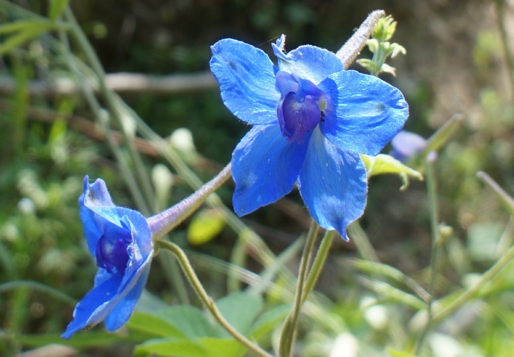 烟台翠鹊花-4.jpg