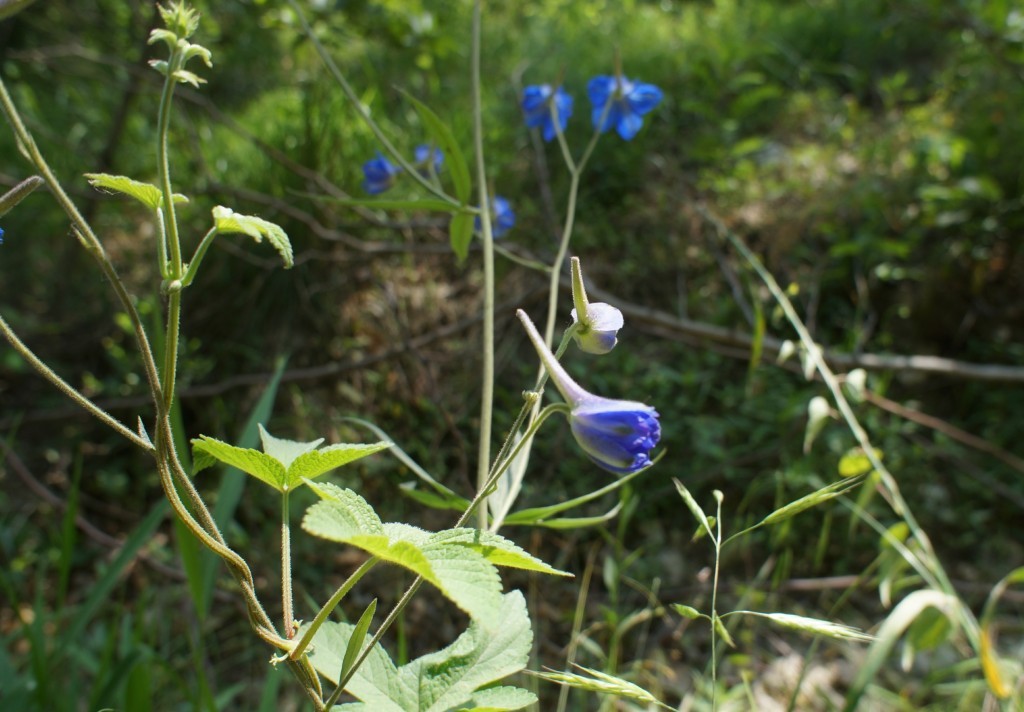 烟台翠鹊花-3.jpg