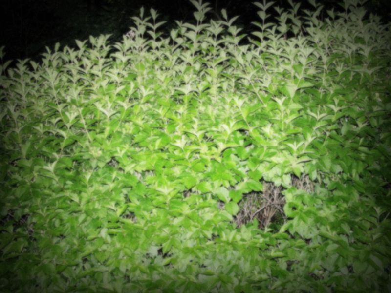 DSC03889_副本.jpg
